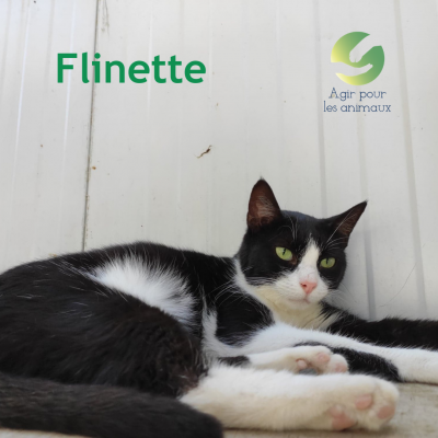 Flinette