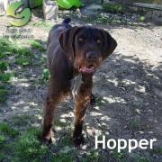 Hopper 1