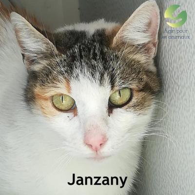 Janzany