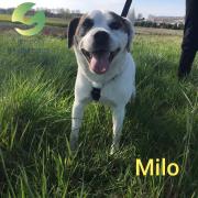 Milo a parrainer 1