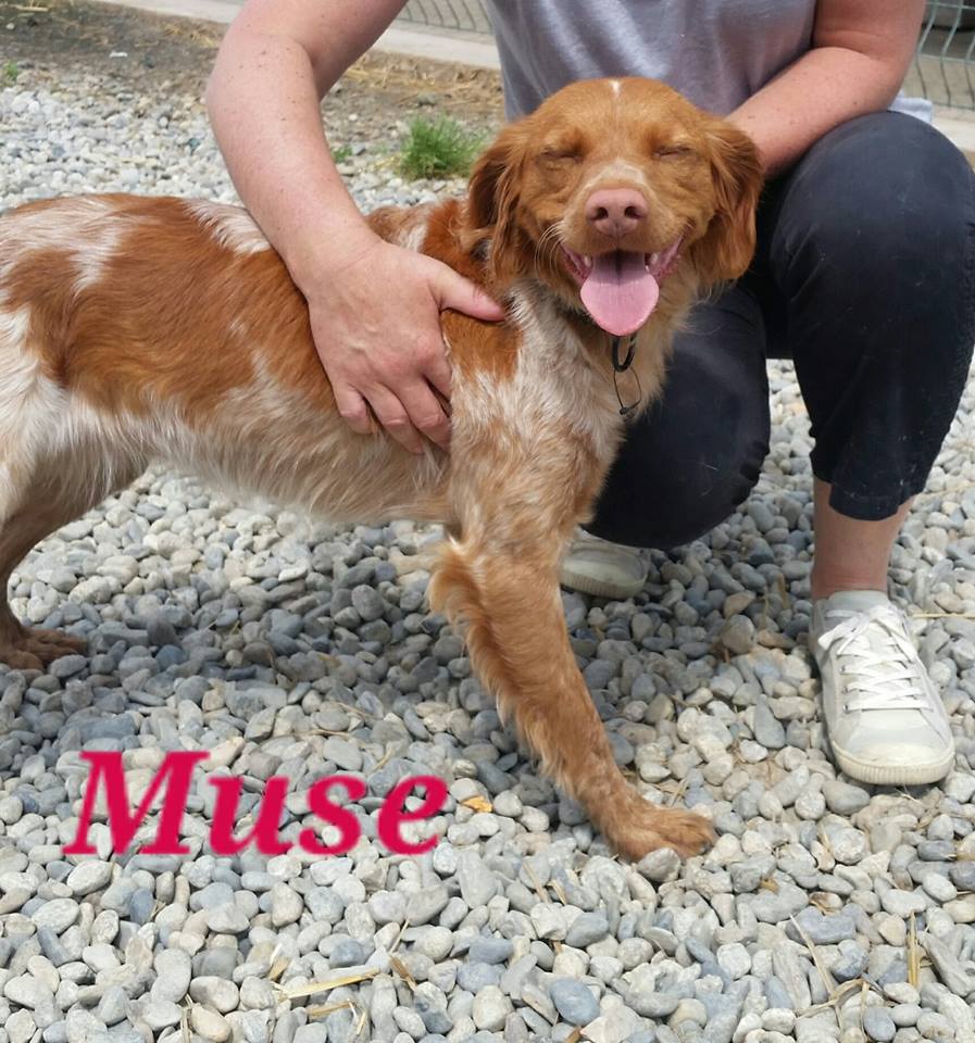 Muse 2