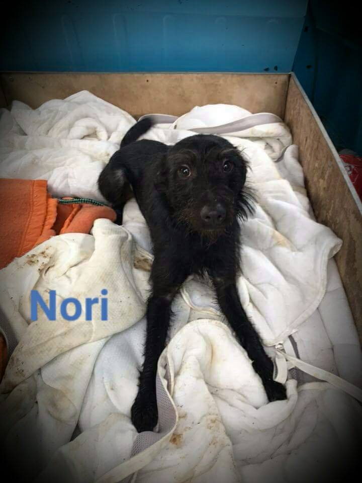 Nori
