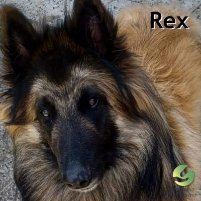 Rex 4