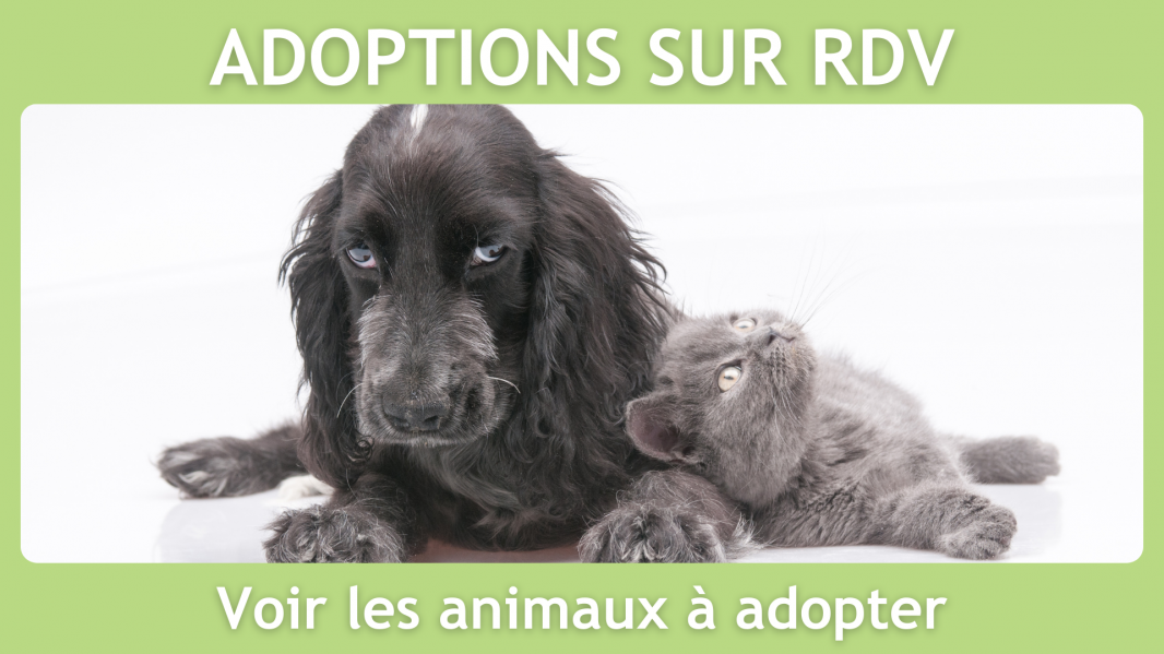 Adoptions sur rdv