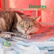 Dolores