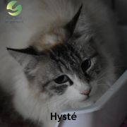 Hyste