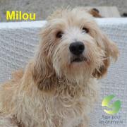 Milou a parrainer 2