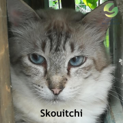 Skouitchi